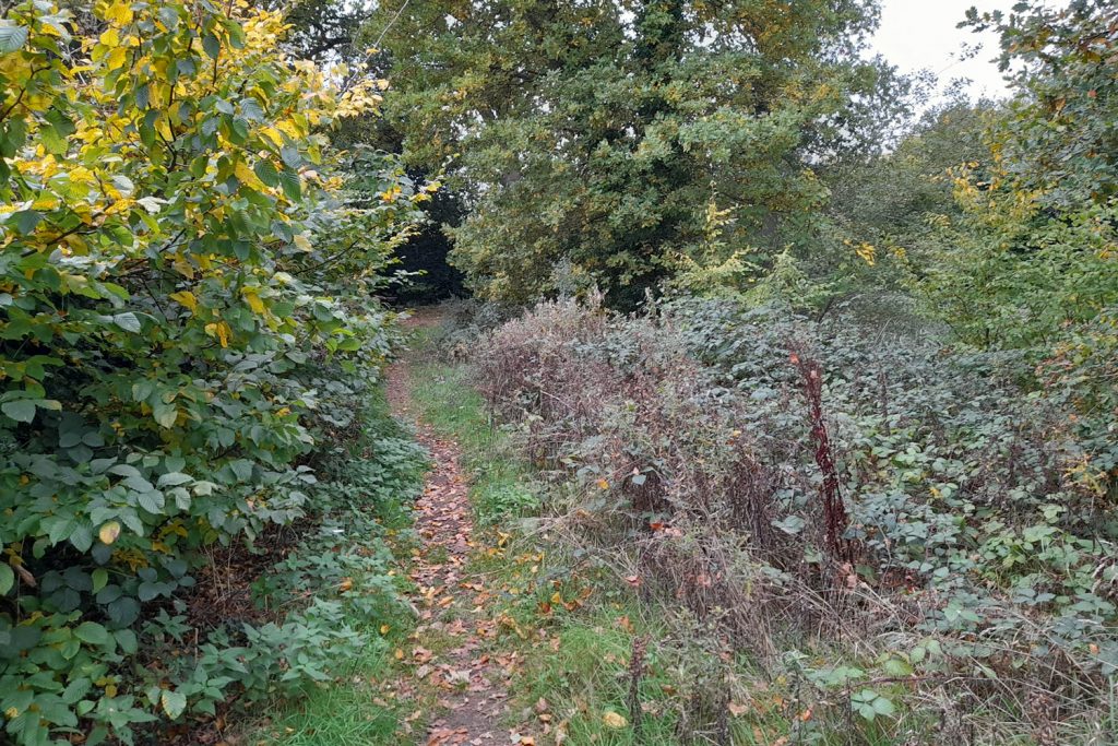 entrance path Sheepwash Pond October 2025
