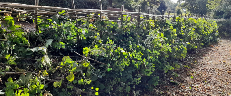 pond_side_800x333 Newly relaid hedge on boundary of Sheepwash Pond Prestwood