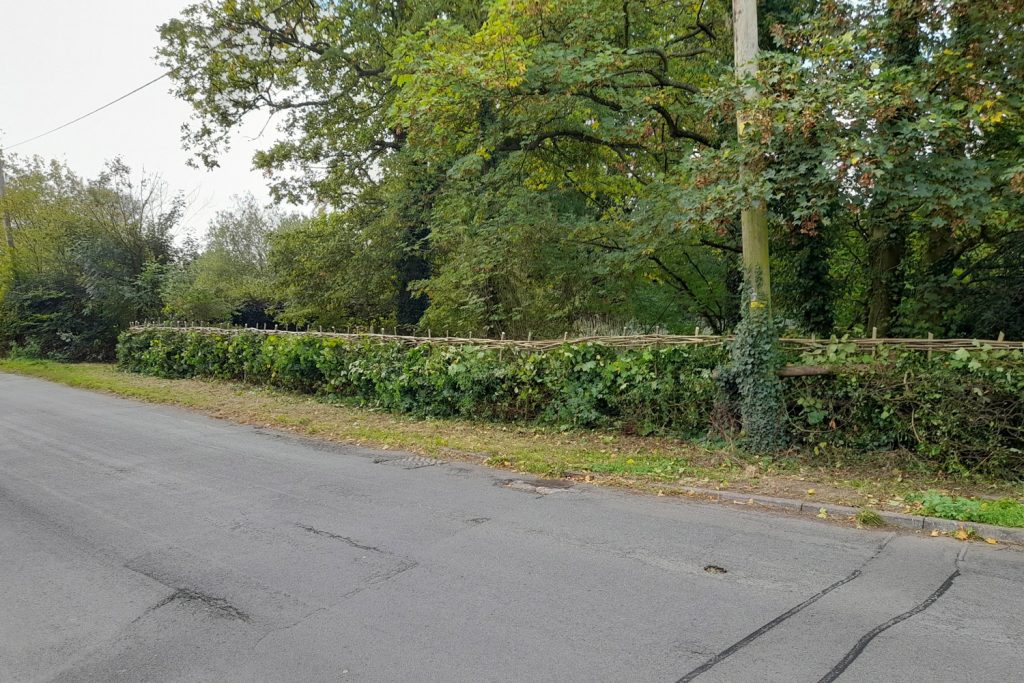 road side view of boundary hedge Sheepwash pond Prestwood after relaying October 2026