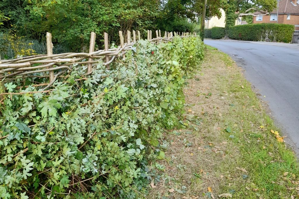 road side view of boundary hedge Sheepwash pond Prestwood after relaying October 2026