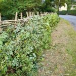 road side view of boundary hedge Sheepwash pond Prestwood after relaying October 2026