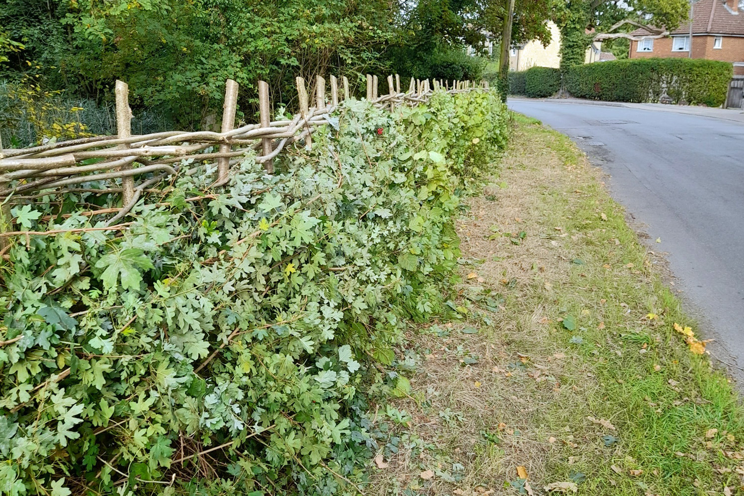 road side view of boundary hedge Sheepwash pond Prestwood after relaying October 2026