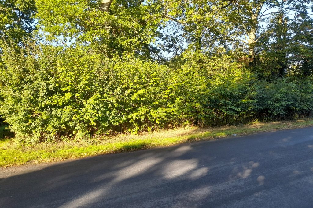 boundary hedge Sheepwash pond Prestwood before being relaid October 2026