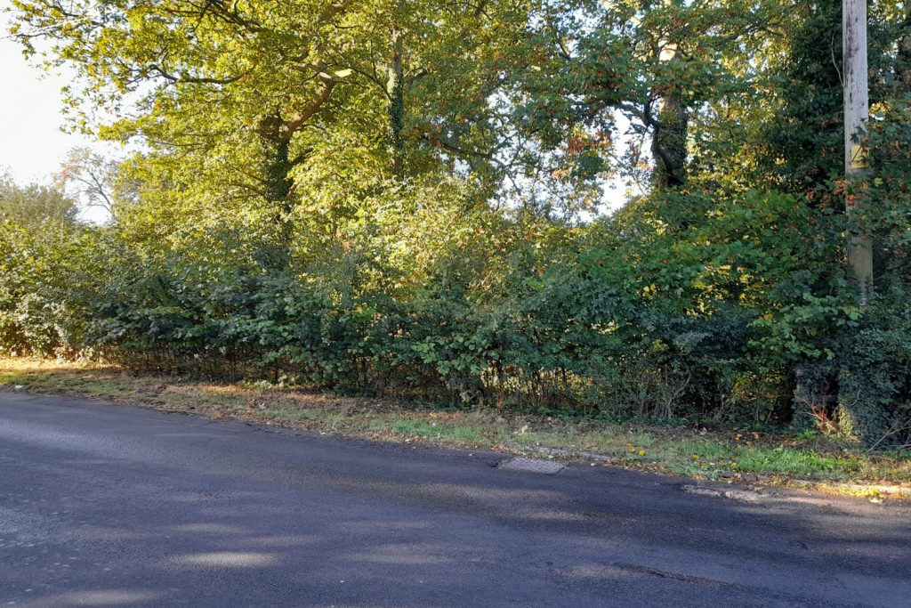 boundary hedge Sheepwash pond Prestwood before being relaid October 2026